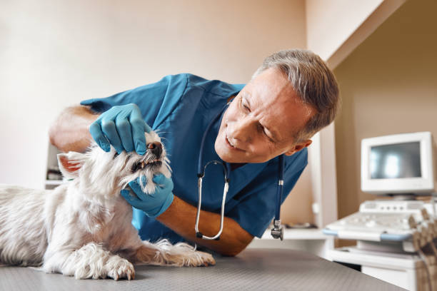 Best Emergency Dental Care for Abscessed Tooth in Combine, TX